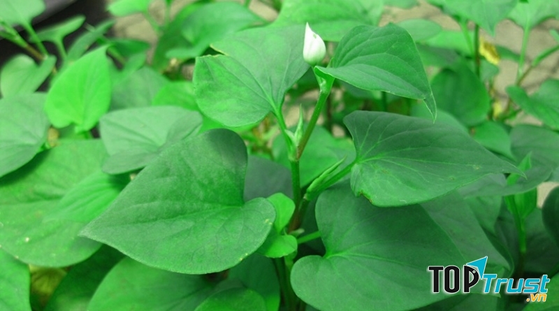 Điều kinh bằng cây diếp cá