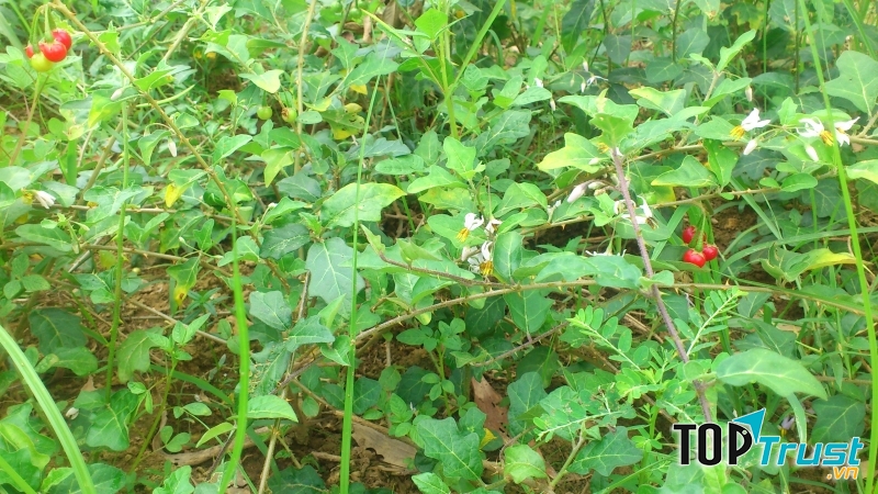 Cà gai leo chữa đau xương khớp