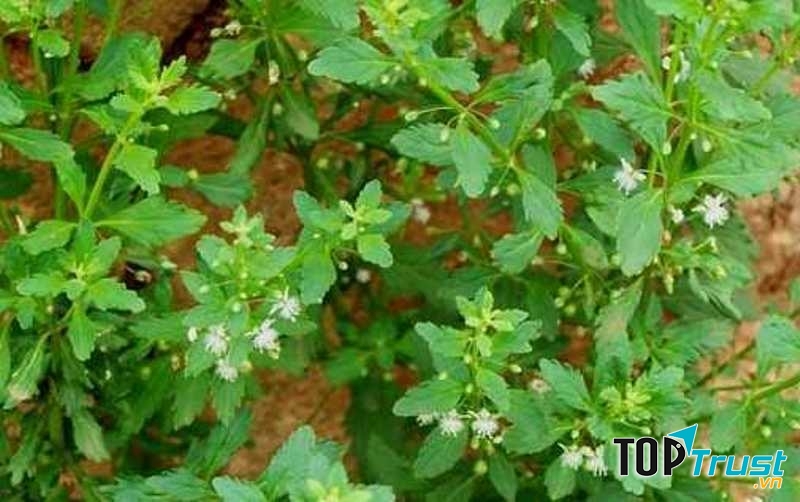 Cây cam thảo đất