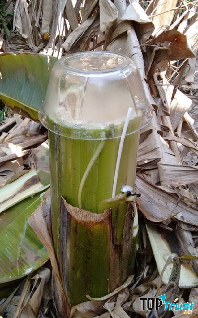 Nước thân chuối hột giúp đường huyết ổn định