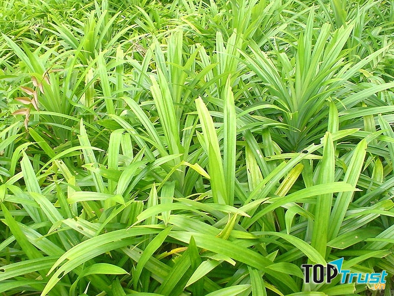 Lá dứa chữa đau xương khớp