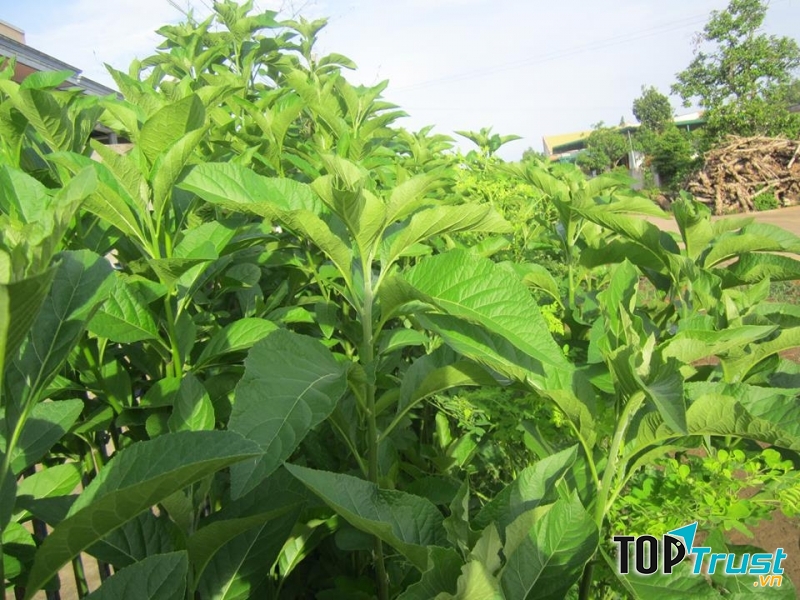 Lá mật gấu ổn định đường huyết cực kì hiệu quả