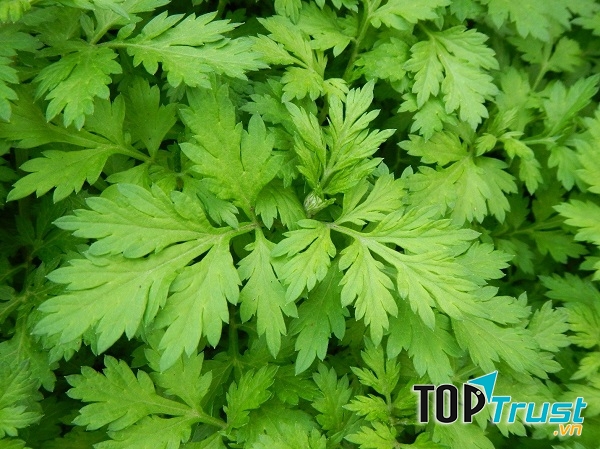 Ngải cứu chữa đau xương khớp