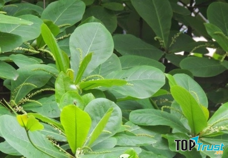 Lá bàng giúp chấm dứt ngứa ngáy, khó chịu