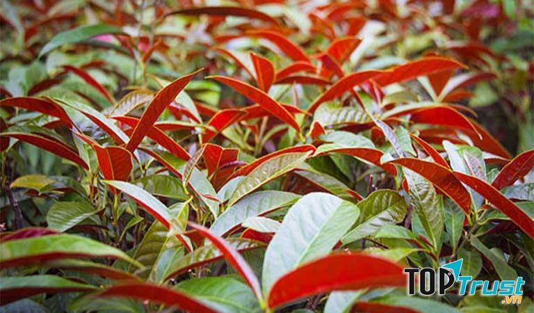 Lá đơn đỏ được dùng để điều trị nhiều bệnh ngoài da, trong đó có viêm da cơ địa.