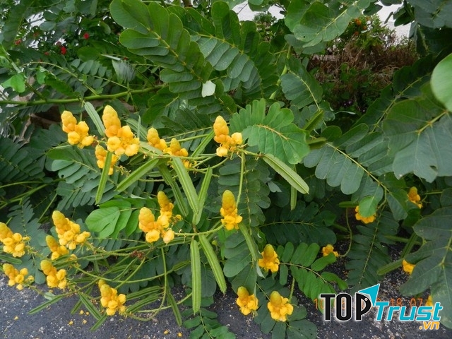 Cây muồng trâu