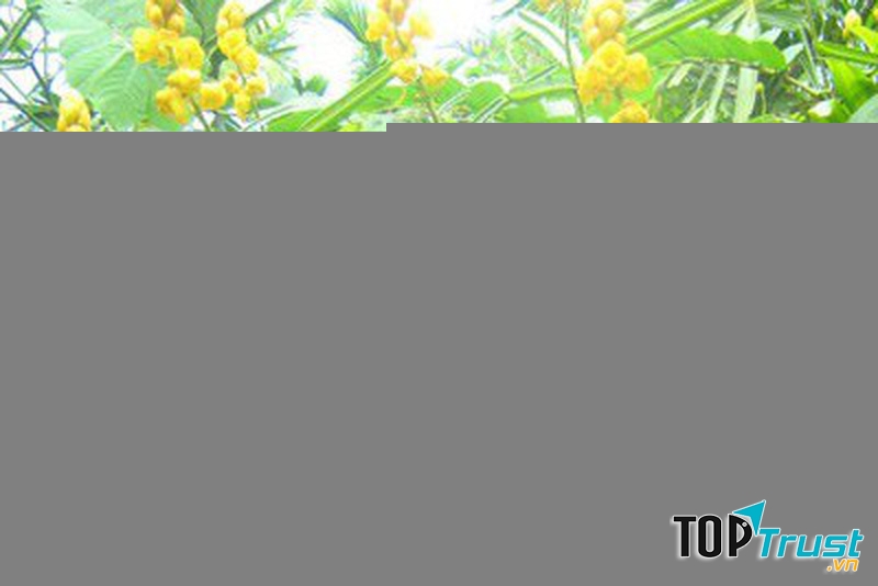 Cây muồng trâu