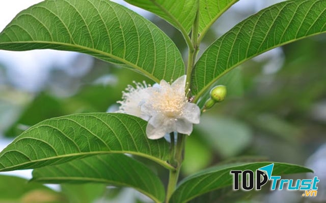 Bài thuốc từ lá ổi chữa viêm da cơ địa