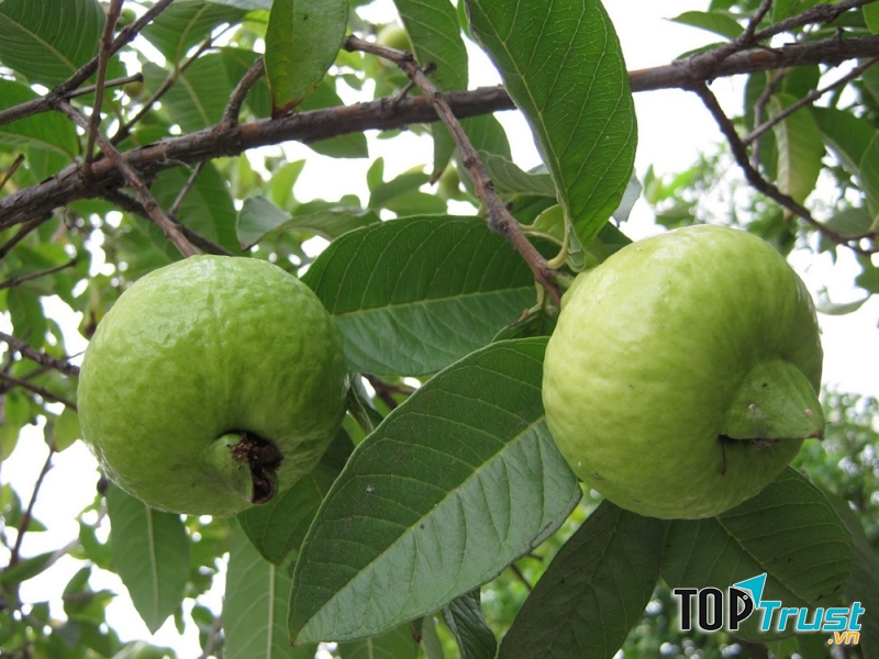 Quả ổi và lá ổi đều giúp lượng đường ổn định