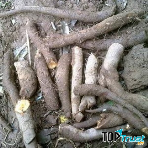 Củ gai giúp an thai hiệu quả