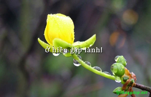 Ở hiền gặp lành