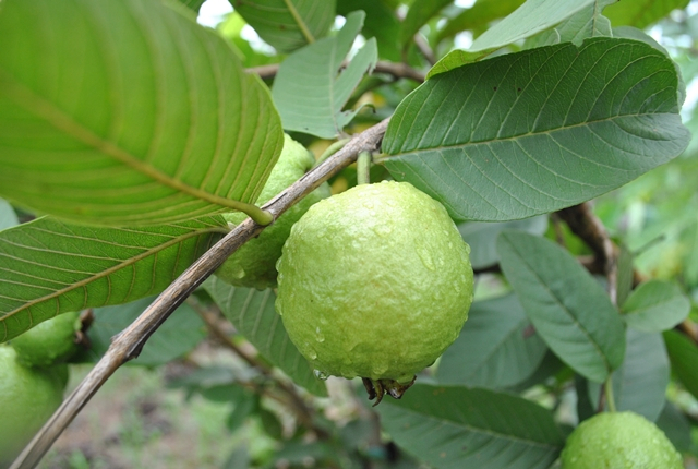 Ảnh minh họa (Nguồn internet)