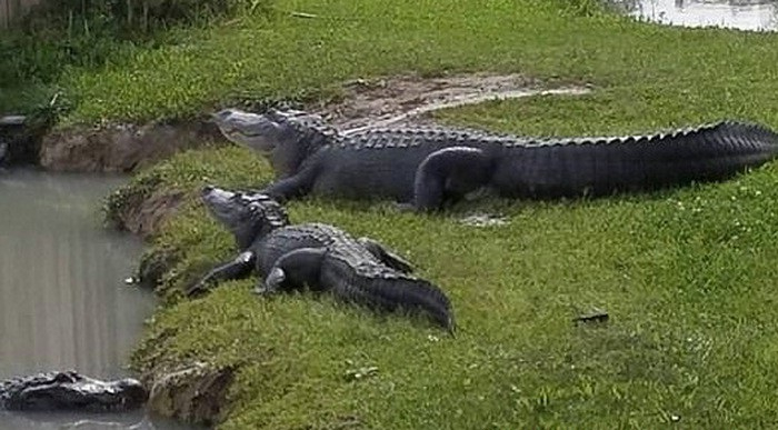 Ảnh minh họa (Nguồn internet)