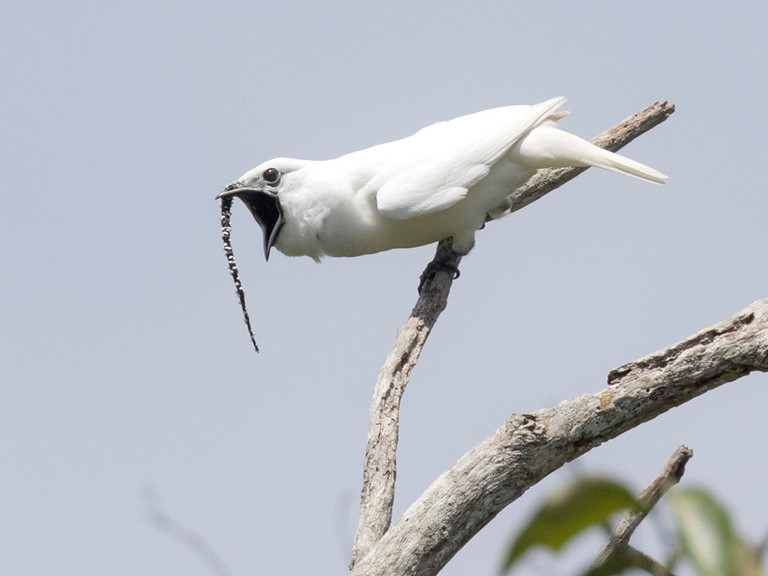 Ảnh minh họa (Nguồn internet)