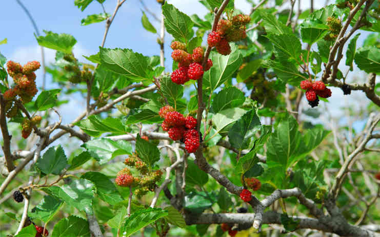 Ảnh minh họa (Nguồn internet)