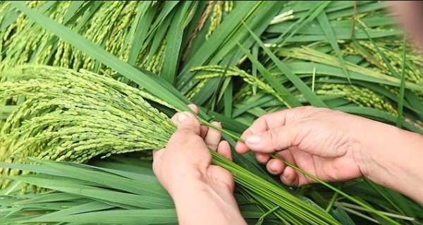 Ảnh minh họa (Nguồn internet)