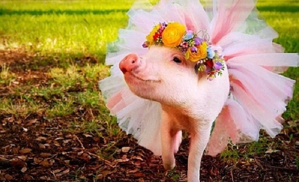 Ảnh minh họa (Nguồn internet)