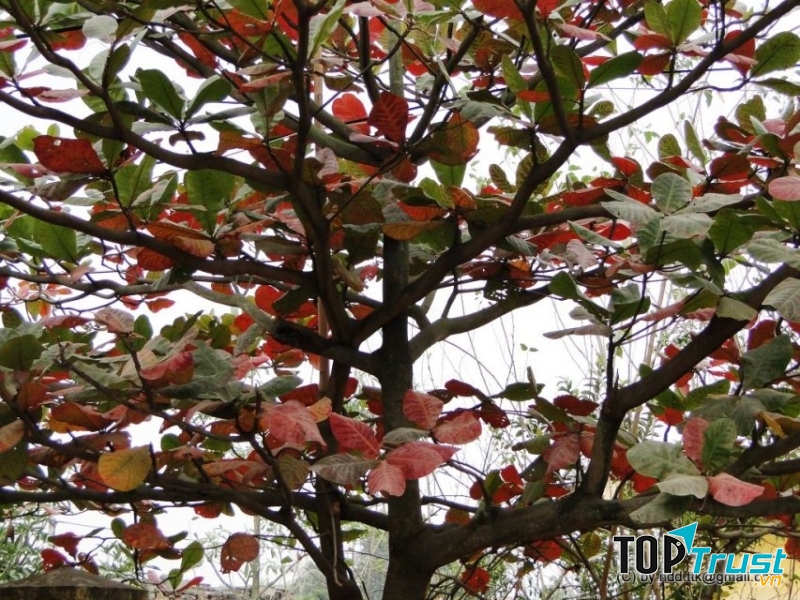 Bây giờ, cứ mỗi khi nhìn thấy lá bàng đỏ rực lên sau khi hoàn tất chức phận của mình, để mà rụng về gốc, trong buổi giao mùa, tôi lại nao nao nhớ cây bàng cổ thụ.