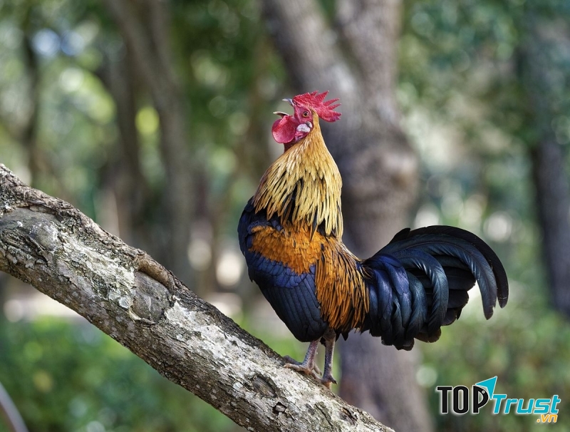 Từ trên cành ổi cao, chú nhún mình, vỗ cánh.