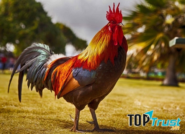 Hai chân to, vững chắc màu vàng với mỗi bên là ba ngón giúp nó đứng vững.
