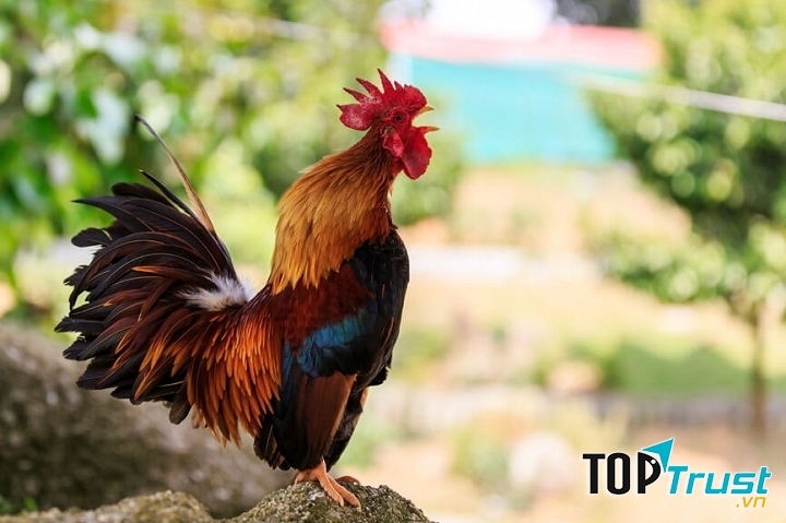 Chú kiêu hãnh nhảy phóc lên mái chuồng, vỗ cánh phành phạch và cất lên tiếng gáy.