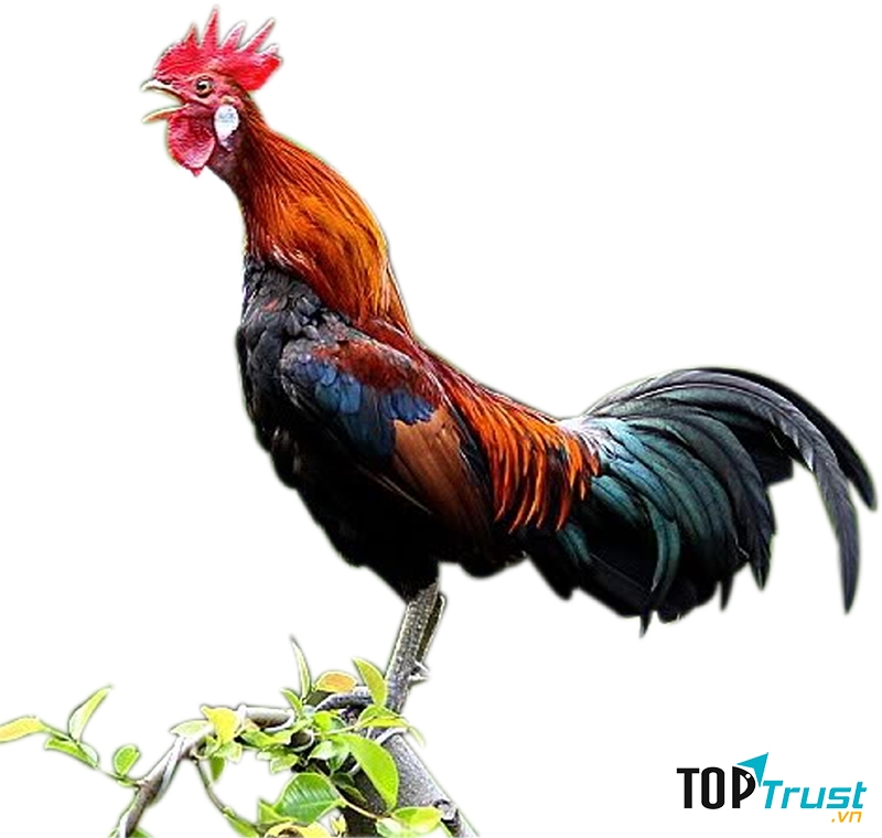 Cậu ta là như thế đấy! Chăm chỉ chững chạc và thật đáng khen.