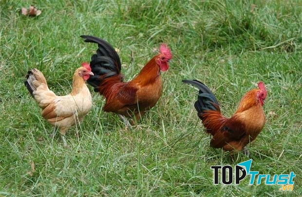 Trông chú lúc này mới lực lưỡng làm sao!