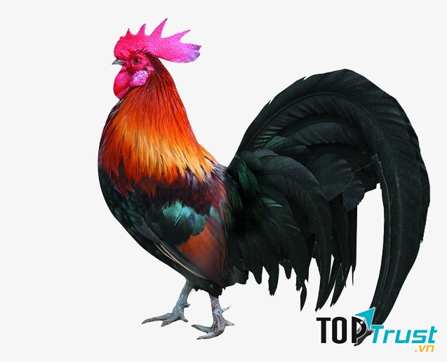 Thân chú được bao phủ bởi lớp lông ngũ sắc.