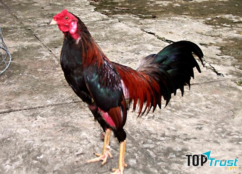 Chú gà trống mới ngày nào còn bé nhỏ mà giờ đã lớn mạnh oai vệ như một vị hoàng tử đẹp trai kiêu hãnh.