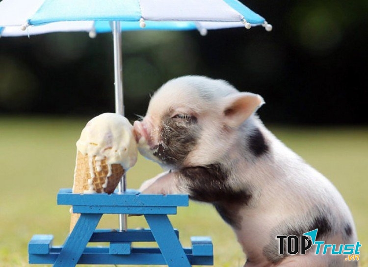 Chú lợn có màu khoang đen trắng, nổi bật trên đó là những hàng lông ngắn và cưng cứng.