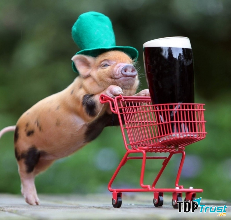 Mới ngày nào đó, mẹ đưa từ trại chăn nuôi thị xã về, nó chỉ bằng quả dưa hấu lớn.