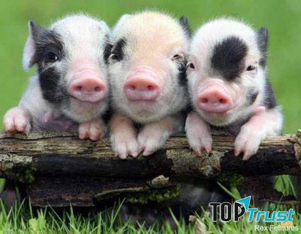 Mỗi lần đi học về, em không quen ra vườn cắt rau đem vào cho chú một ôm to tướng.