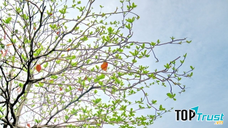 Ảnh minh họa (Nguồn internet)