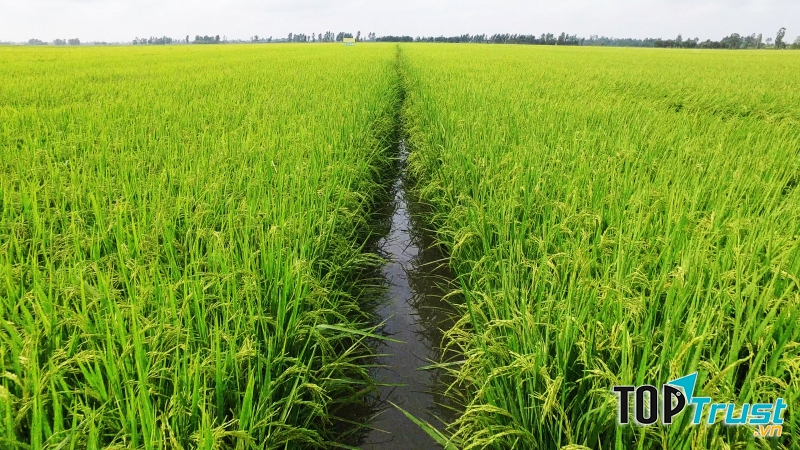 Ảnh minh họa (Nguồn internet)