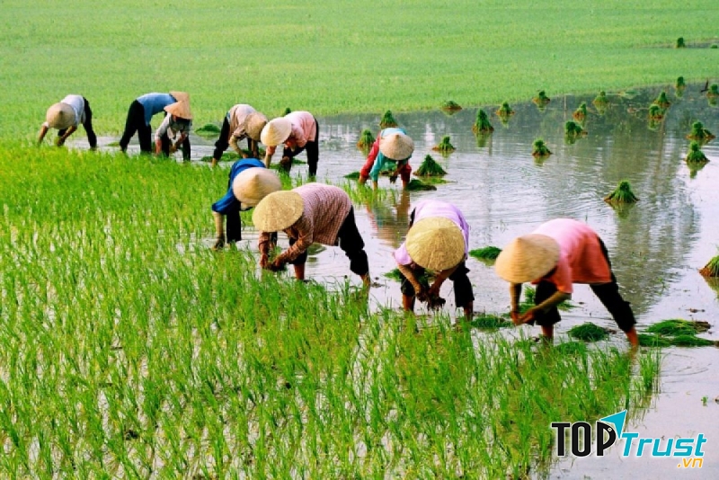 Ảnh minh họa (Nguồn internet)