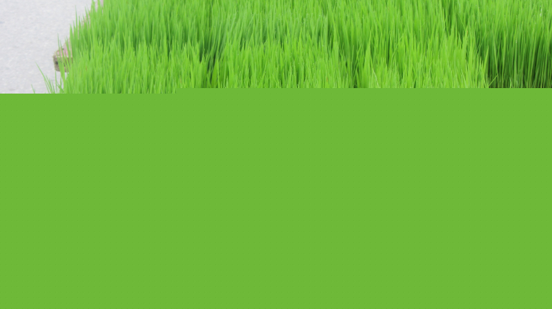 Ảnh minh họa (Nguồn internet)