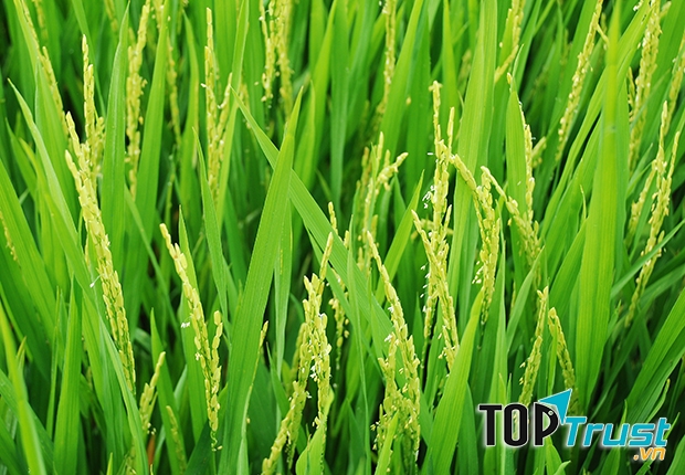 Ảnh minh họa (Nguồn internet)