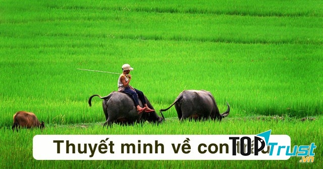 Ảnh minh họa (Nguồn internet)