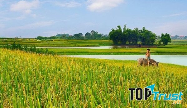 Ảnh minh họa (Nguồn internet)