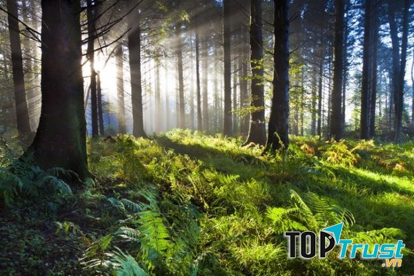 Ảnh minh họa (Nguồn internet)