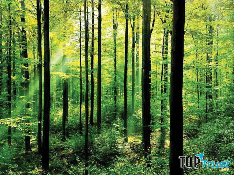 Ảnh minh họa (Nguồn internet)