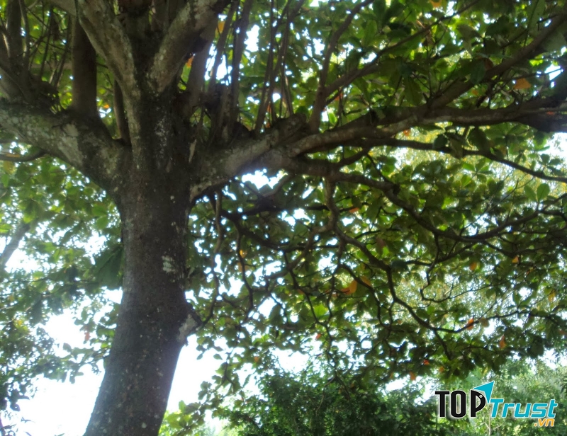 Ảnh minh họa (Nguồn internet)