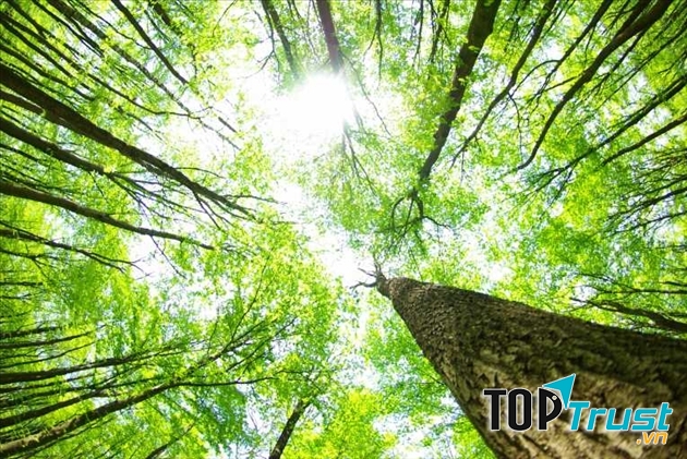 Ảnh minh họa (Nguồn internet)