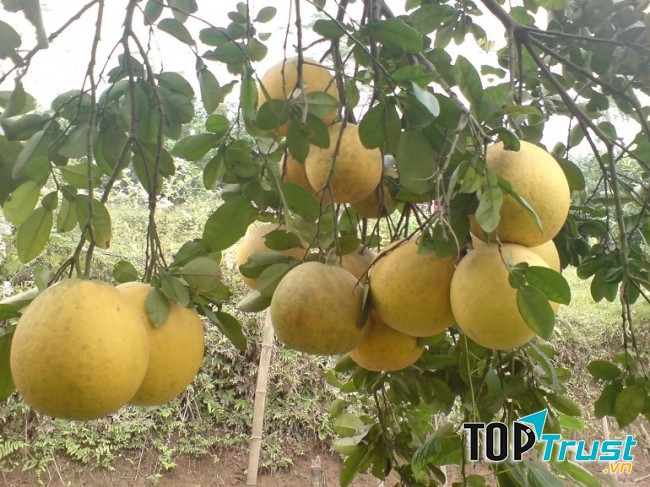 Kinh doanh mùa tết với bưởi diễn