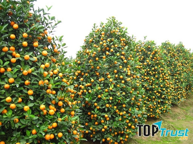 Kinh doanh cây cảnh ngày Tết