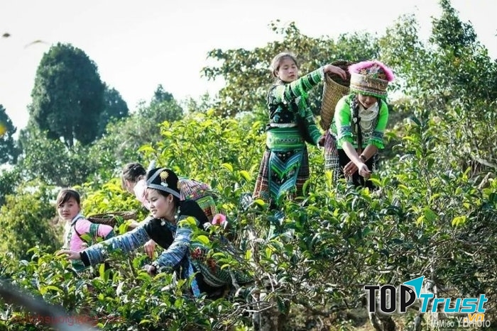 Bản chè Phìn Hồ - chè shan tuyết cổ thụ