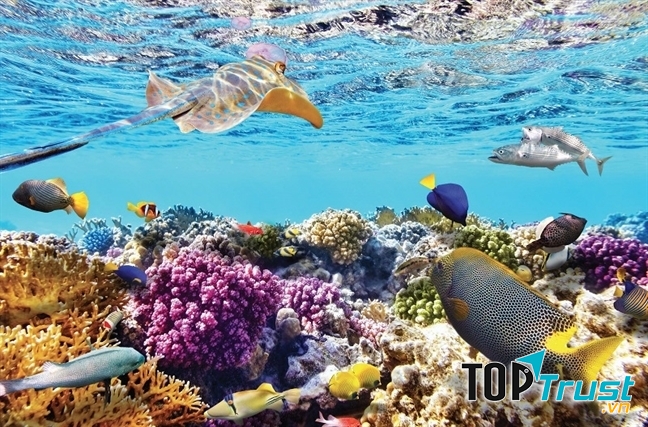 Khối san hô lạ mắt với những hình thù độc đáo