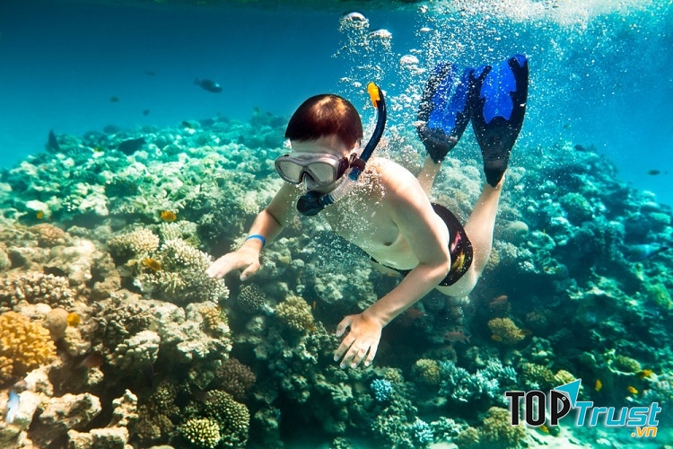 Ngắm san hô tại bãi biển Sơn Trà