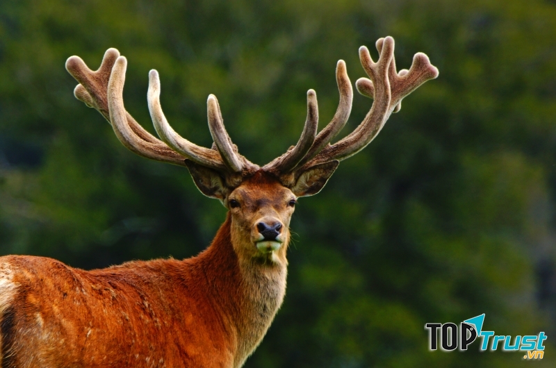 Nghề bán nước tiểu hươu cái - Nguồn: Sưu tầm