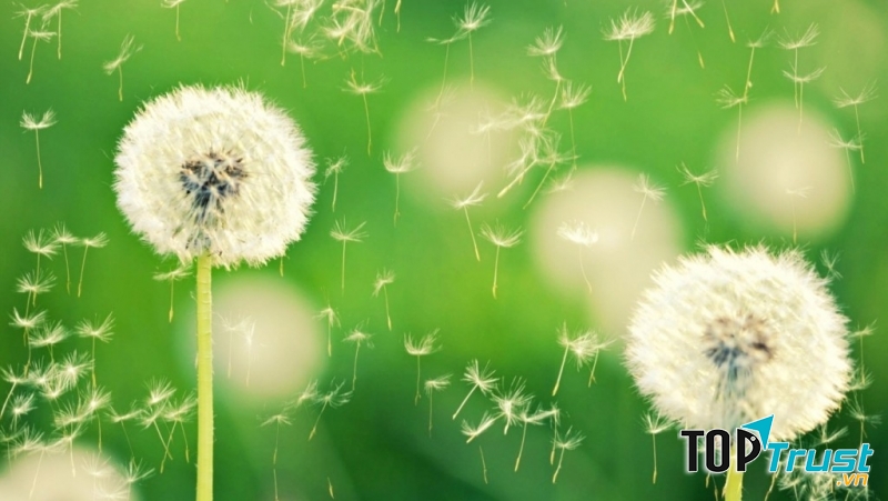 Ảnh minh họa ( nguồn: Internet)